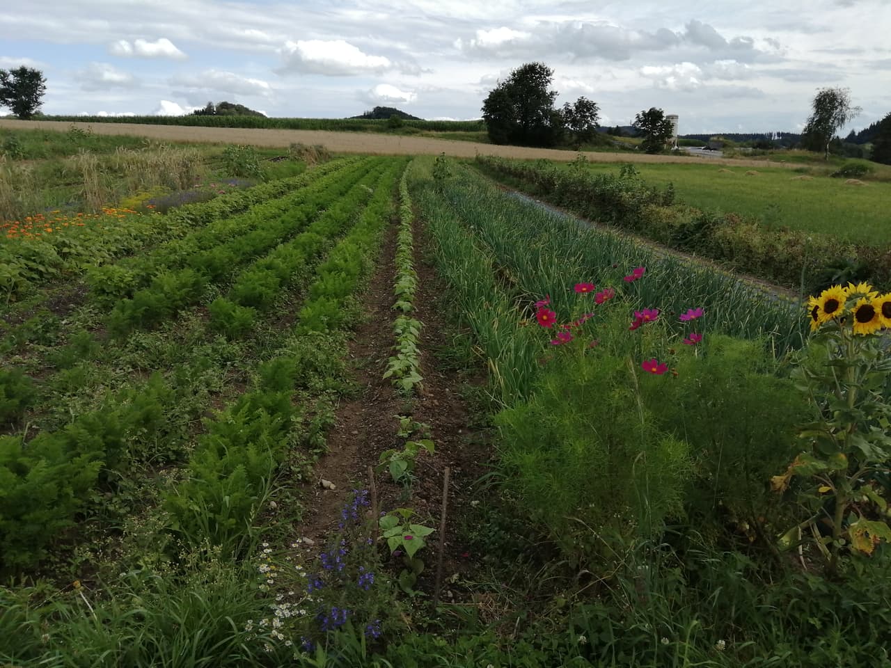Gemüsereihen auf einem Feld, im Hintergrund Folientunnel und Hecken