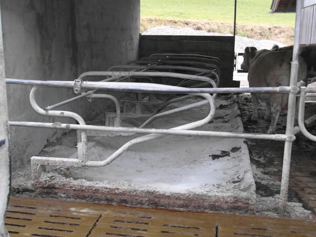 Liegeboxen im Rinderstall mit eingestreuter Liegefläche