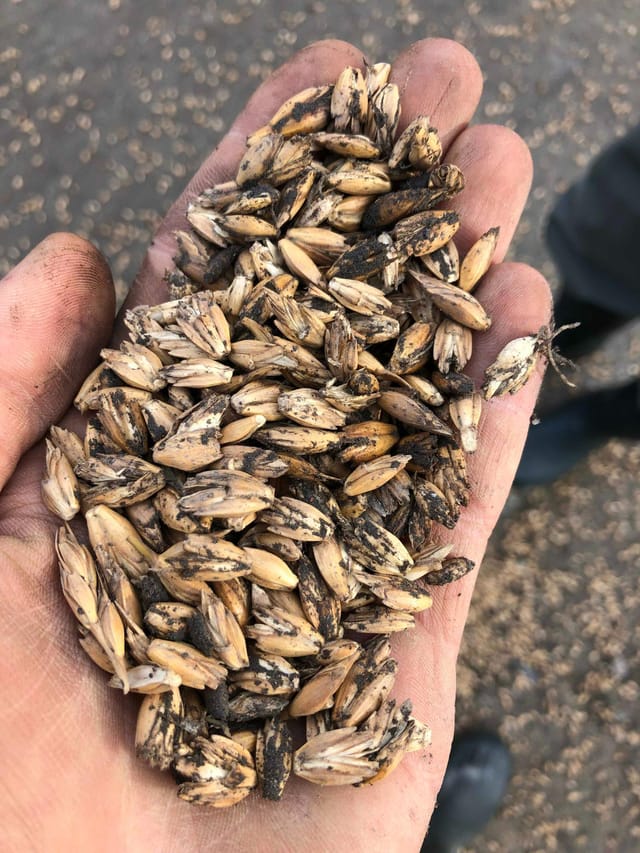 Eine Hand hält angeimpftes Getreidesaatgut, die Körner sind dunkel behaftet
