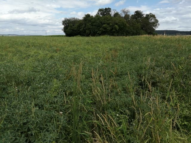 Dichter Kleegrasbestand vor einer Hecke, dahinter Allgäuer Hügellandschaft